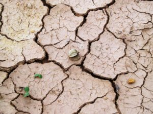 drought-cracked-earth poor crop yields